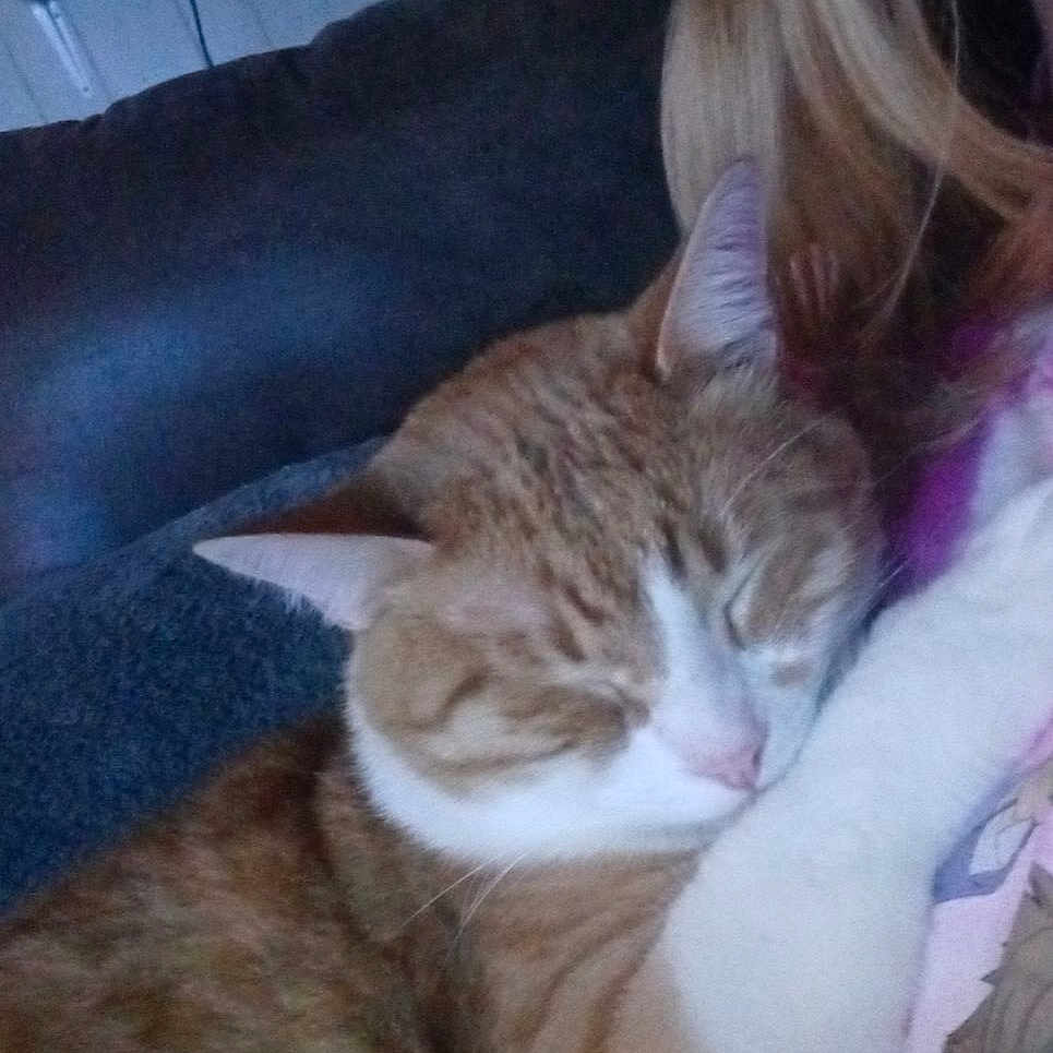 Weezy is registered to the contest to win money with this photo: abyssinian, animal, architecture, cat, couch, cushion, face, furniture, head, homedecor, indoors, kitten, lighting, person, pet, photography, plant, portrait, pottedplant, sleeping