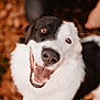 Bambou a rejoint le concours — aidez-le/la à gagner de superbes lots ! dog, border_collie, black_and_white, close_up, portrait, smiling, tongue_out, brown_eyes, wet_nose, autumn_leaves, bokeh, shallow_depth_of_field, outdoors, pet, furry, playful, happy, canine, mammal, wide_angle