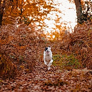 Bambou a rejoint le concours — aidez-le/la à gagner de superbes lots ! dog, border_collie, running, autumn, leaves, forest, trail, bracken, path, outdoor, nature, pet, happy, motion, portrait, canine, sunlight, warm_tones, ground_cover, woods