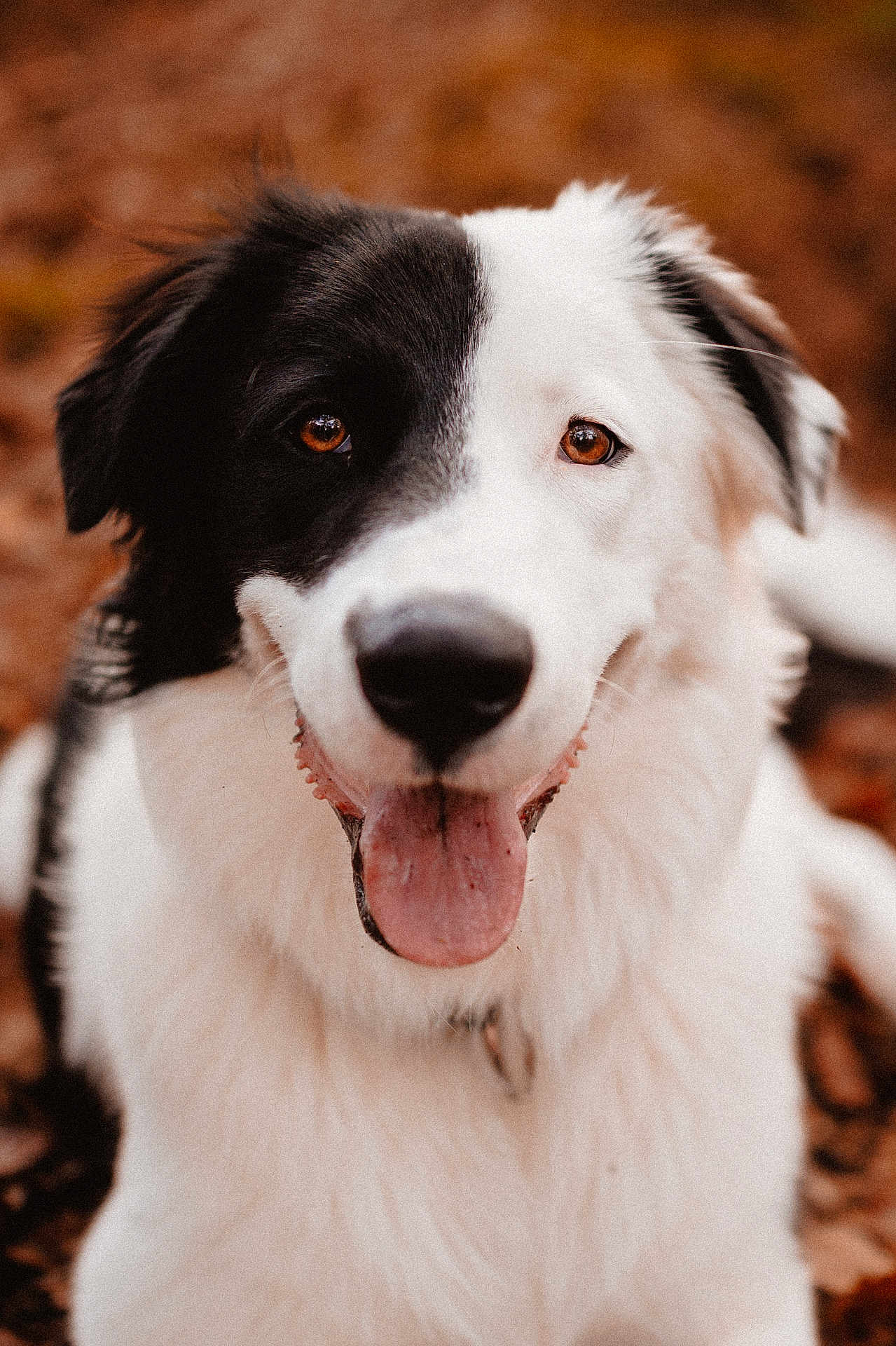 Bambou a rejoint le concours — aidez-le/la à gagner de superbes lots ! dog, border_collie, close_up, portrait, tongue_out, black_and_white, fur, eyes, nose, happy, pet, animal, outdoor, autumn, leaves, sitting, collar, mouth, portrait_photography, floppy_ears