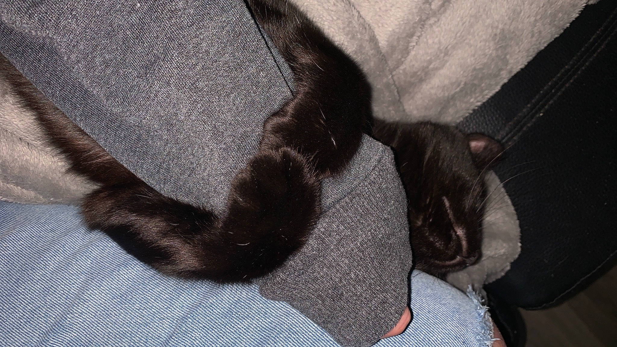 Neo a rejoint le concours — aidez-le/la à gagner de superbes lots ! black_cat, bombay, carnivore, cat, claw, comfort, dog_breed, domestic_short_haired_cat, fashion_accessory, fawn, felidae, gesture, grey, human_leg, linens, paw, small_to_medium_sized_cats, snout, tail, whiskers