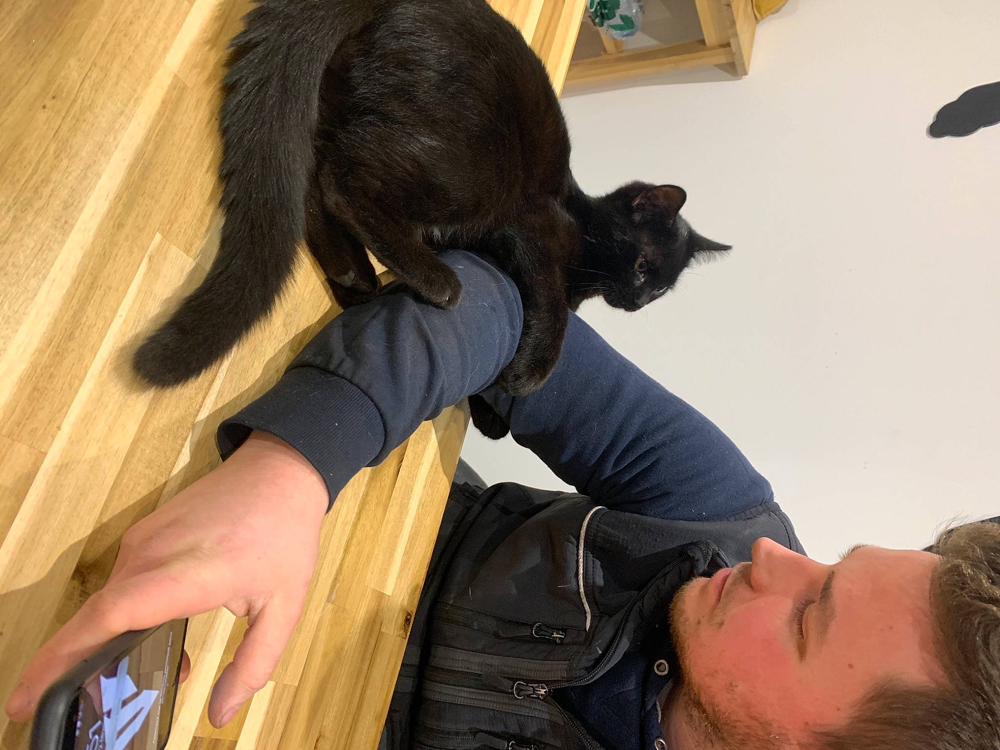 Neo a rejoint le concours — aidez-le/la à gagner de superbes lots ! arm, black, black_hair, cat, comfort, companion_dog, dog_breed, domestic_short_haired_cat, felidae, fur, gesture, hand, human_body, long_hair, sitting, small_to_medium_sized_cats, tail, whiskers, wood, wrist