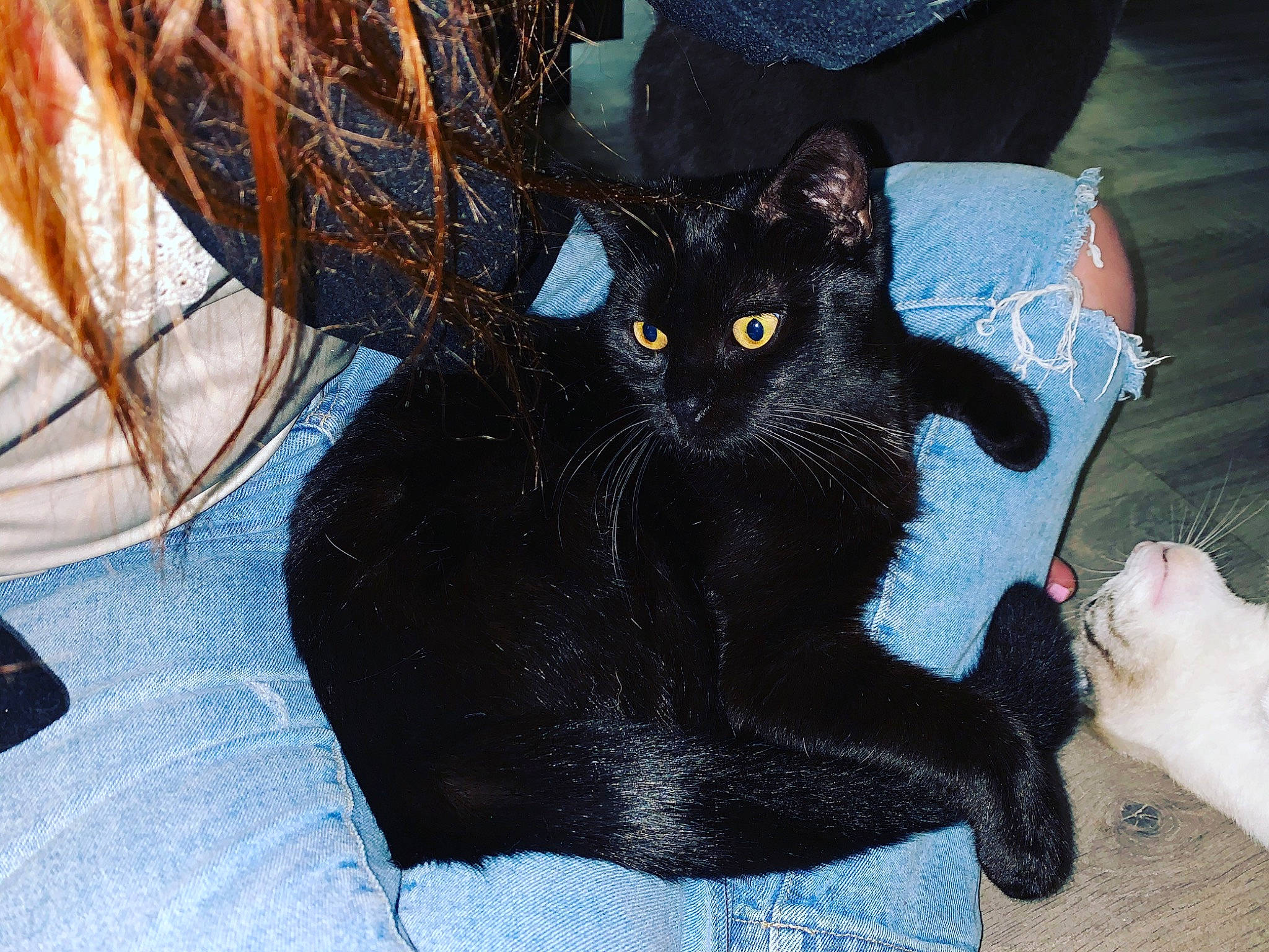 Neo participe au concours pour gagner de l'argent avec cette photo : black_cat, bombay, carnivore, cat, claw, comfort, domestic_short_haired_cat, electric_blue, fashion_accessory, felidae, foot, fur, human_leg, paw, sitting, small_to_medium_sized_cats, snout, tail, vertebrate, whiskers