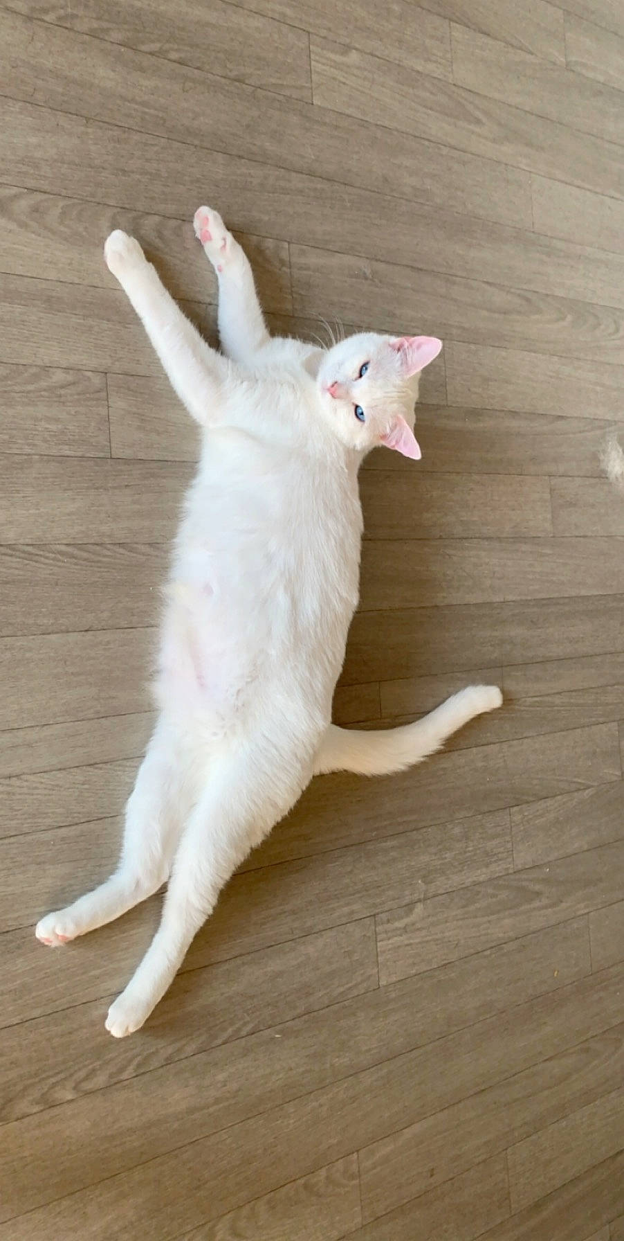 Perle a rejoint le concours — aidez-le/la à gagner de superbes lots ! carnivore, cat, claw, colorpoint_shorthair, cornish_rex, fawn, felidae, javanese, khao_manee, oriental_longhair, small_to_medium_sized_cats, tail, turkish_angora, whiskers