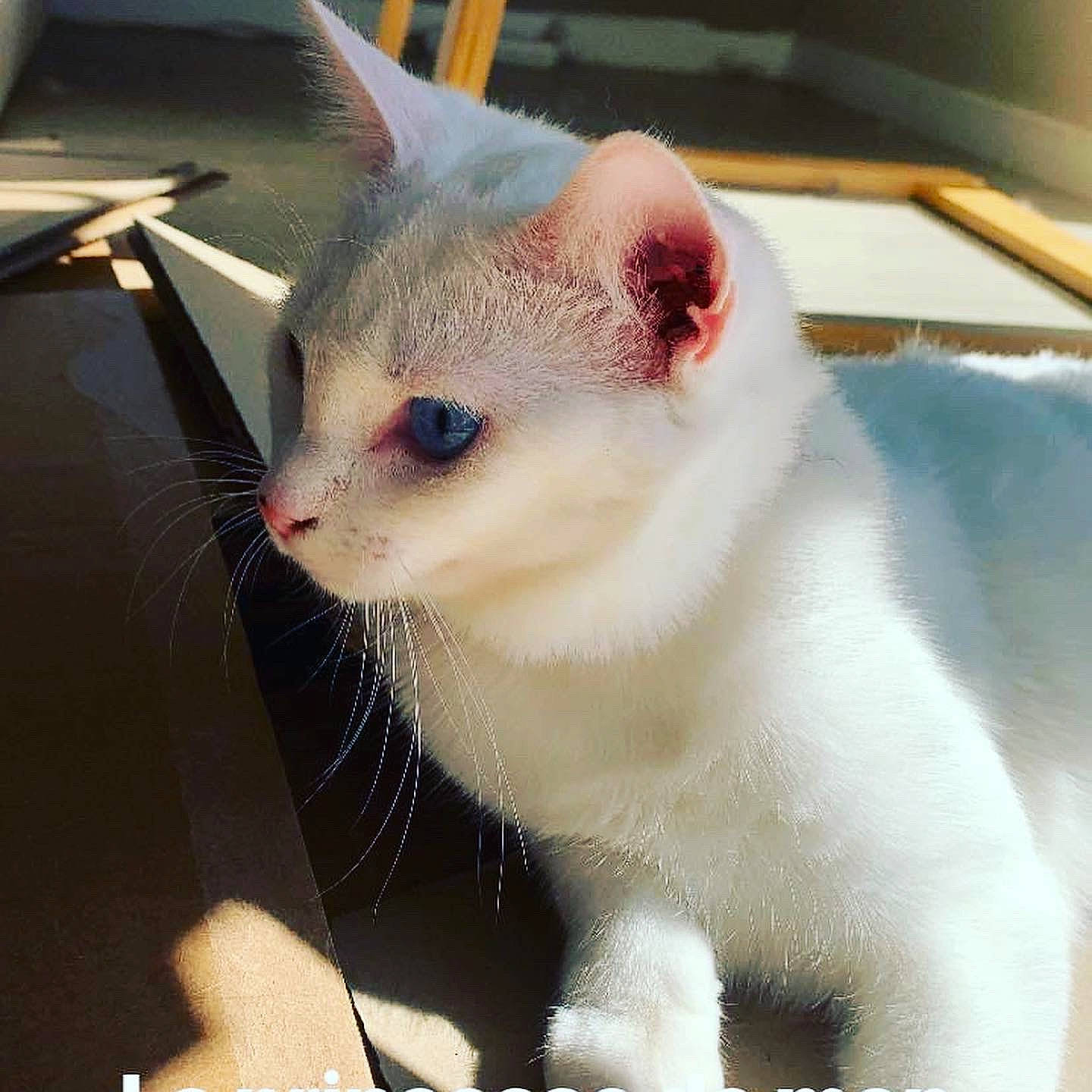 Perle a rejoint le concours — aidez-le/la à gagner de superbes lots ! asian, burmilla, carnivore, cat, colorpoint_shorthair, domestic_short_haired_cat, ear, eye, felidae, german_rex, japanese_bobtail, javanese, khao_manee, mammal, small_to_medium_sized_cats, snout, turkish_angora, turkish_van, vertebrate, whiskers