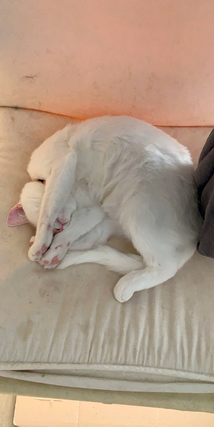 Perle a rejoint le concours — aidez-le/la à gagner de superbes lots ! canidae, carnivore, dog_breed, nap, tail