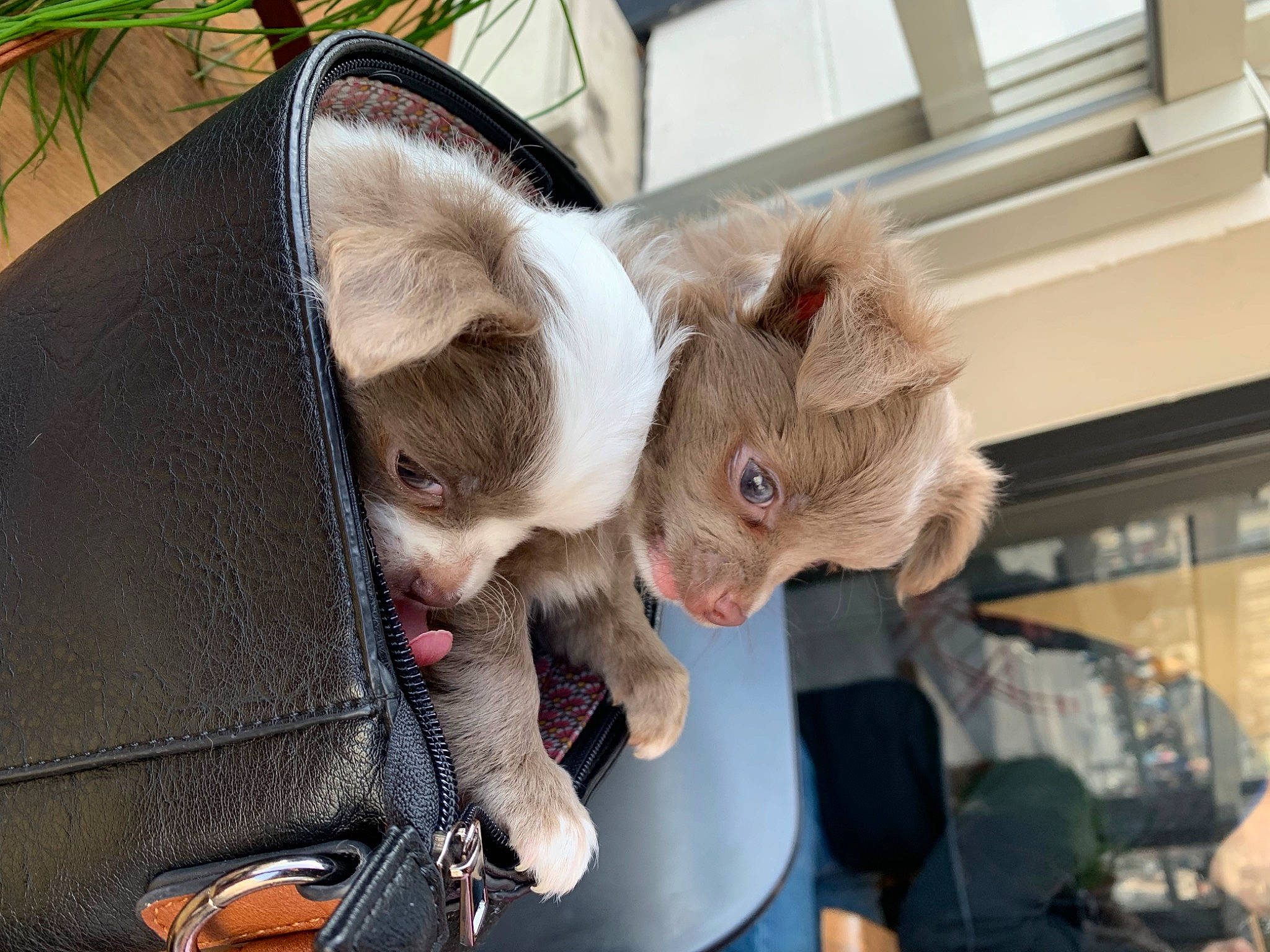 Twinny a rejoint le concours — aidez-le/la à gagner de superbes lots ! canidae, carnivore, cat, child, companion_dog, dog_breed, domestic_short_haired_cat, ear, eyewear, fashion_accessory, fawn, felidae, fur, plant, small_to_medium_sized_cats, snout, sporting_group, stuffed_toy, sunglasses, whiskers