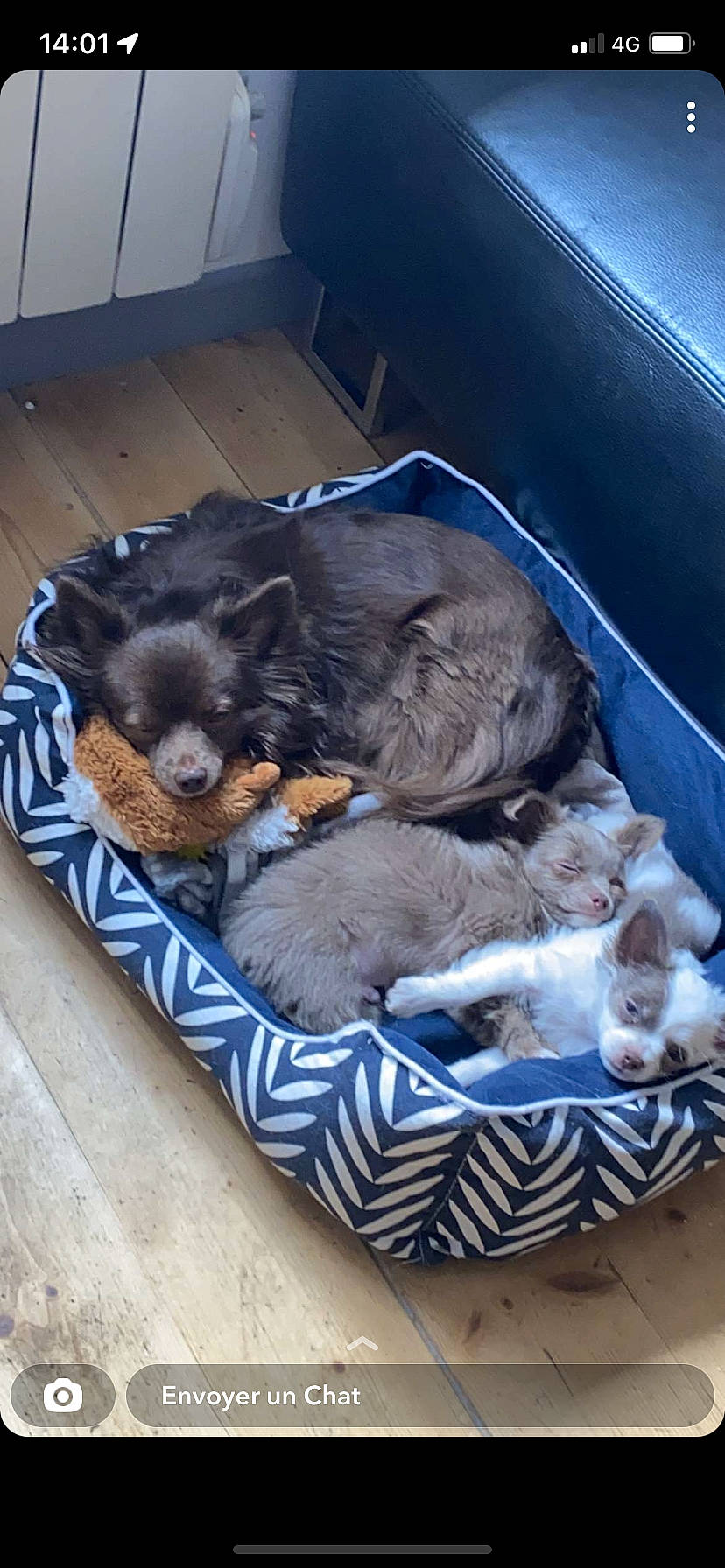 Twinny participe au concours pour gagner de l'argent avec cette photo : canidae, carnivore, cat, comfort, companion_dog, dog, dog_breed, dog_supply, fawn, felidae, fur, liver, mammal, nap, pet_supply, small_terrier, small_to_medium_sized_cats, snout, sporting_group, toy_dog