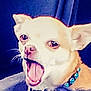Marnie joined the competition — help win amazing prizes! canidae, carnivore, chihuahua, companion_dog, dog, dog_breed, ear, facial_expression, head, jaw, mammal, mouth, nose, photo_caption, puppy, smile, snout, toy_dog, vertebrate, whiskers
