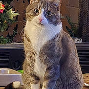 Scrabble joined the competition — help win amazing prizes! animal, cat, closeup, curious, cute, decorative_elements, ears, feline, fur, greenery, holiday_decor, indoor, pet, sitting, tabby, tail, whiskers, white_chest, white_paws, wooden_surface