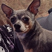 Chico is registered to the contest to win money with this photo: dog, small_dog, close_up, ears, eyes, pet, animal, cozy, blanket, fur, indoor, cute, companion, portrait, mammal, domestic_animal, relaxed, snout, whiskers, sitting
