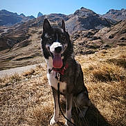 Urkan a rejoint le concours — aidez-le/la à gagner de superbes lots ! adventure, alpine, black_and_white, blue_eyes, blue_sky, collar, dog, grass, hiking, husky, landscape, leash, mountain_view, mountains, nature, outdoors, siberian_husky, sitting, sunny, tongue_out