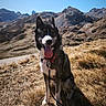adventure, alpine, black_and_white, blue_eyes, blue_sky, collar, dog, grass, hiking, husky, landscape, leash, mountain_view, mountains, nature, outdoors, siberian_husky, sitting, sunny, tongue_out
