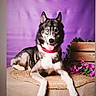 animal, black_and_white_fur, blue_eyes, canine, couch, cushion, dog, flowers, husky, indoor, lying_down, pet, pointed_ears, portrait, purple_background, red_collar, siberian_husky, sitting, tongue_out, wooden_planter