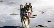 Urkan a rejoint le concours — aidez-le/la à gagner de superbes lots ! animal, black_and_white_fur, blue_eyes, brown_eyes, canine, cold, dog, harness, husky, nature, outdoor, pet, portrait, running, siberian_husky, snow, snowfield, standing, tongue, winter