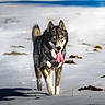 animal, black_and_white_fur, blue_eyes, brown_eyes, canine, cold, dog, harness, husky, nature, outdoor, pet, portrait, running, siberian_husky, snow, snowfield, standing, tongue, winter