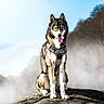 animal, blue_eyes, canine, clouds, dog, harness, husky, landscape, mountain, nature, outdoor, pet, portrait, rock, siberian_husky, sitting, sky, sunlight, tongue, trees