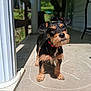 Stormi is registered to the contest to win money with this photo: dog, porch, column, chalk, sunlight, red_collar, curious, pet, outdoor, concrete, small_dog, beard, black_and_tan, animal, standing, front_paws, shadow, daylight, tilted_head, closeup