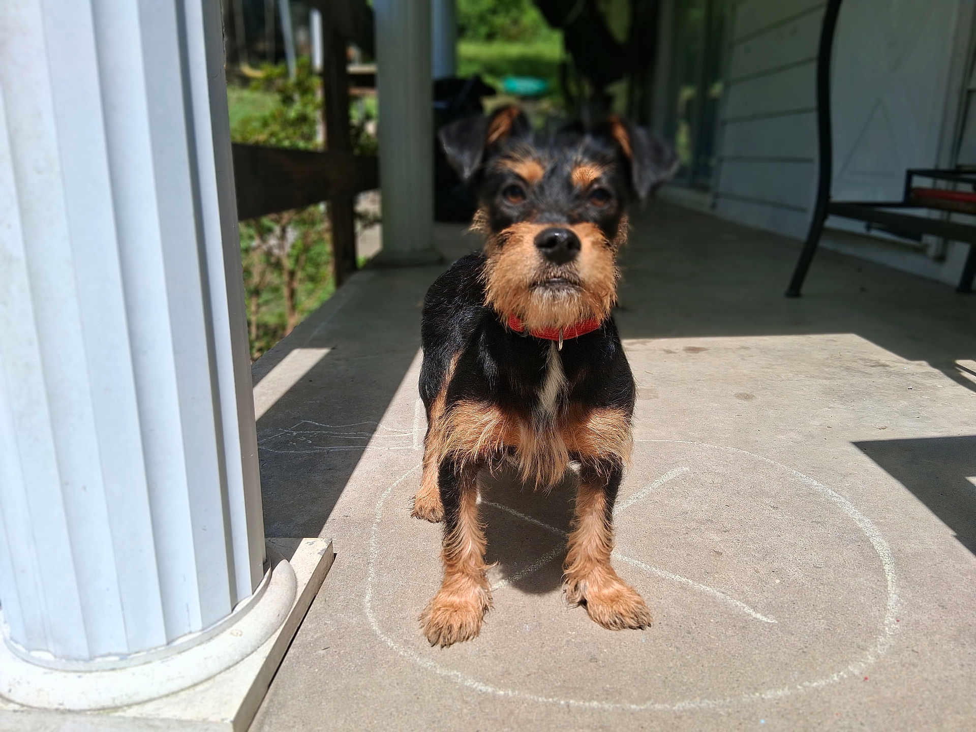 Stormi joined the competition — help win amazing prizes! dog, porch, chalk, circle, column, outdoor, concrete, pet, small_dog, black_fur, tan_fur, collar, sunlight, shadow, fence, bench, grass, daylight, animal, curious