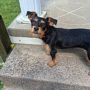 Stormi is registered to the contest to win money with this photo: dog, puppy, black_and_tan, curious, ears, concrete, steps, porch, outdoor, grass, collar, pet, animal, small_dog, side_view, looking_up, daylight, fur, standing, canine