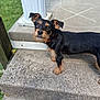 dog, puppy, black_and_tan, curious, ears, concrete, steps, porch, outdoor, grass, collar, pet, animal, small_dog, side_view, looking_up, daylight, fur, standing, canine