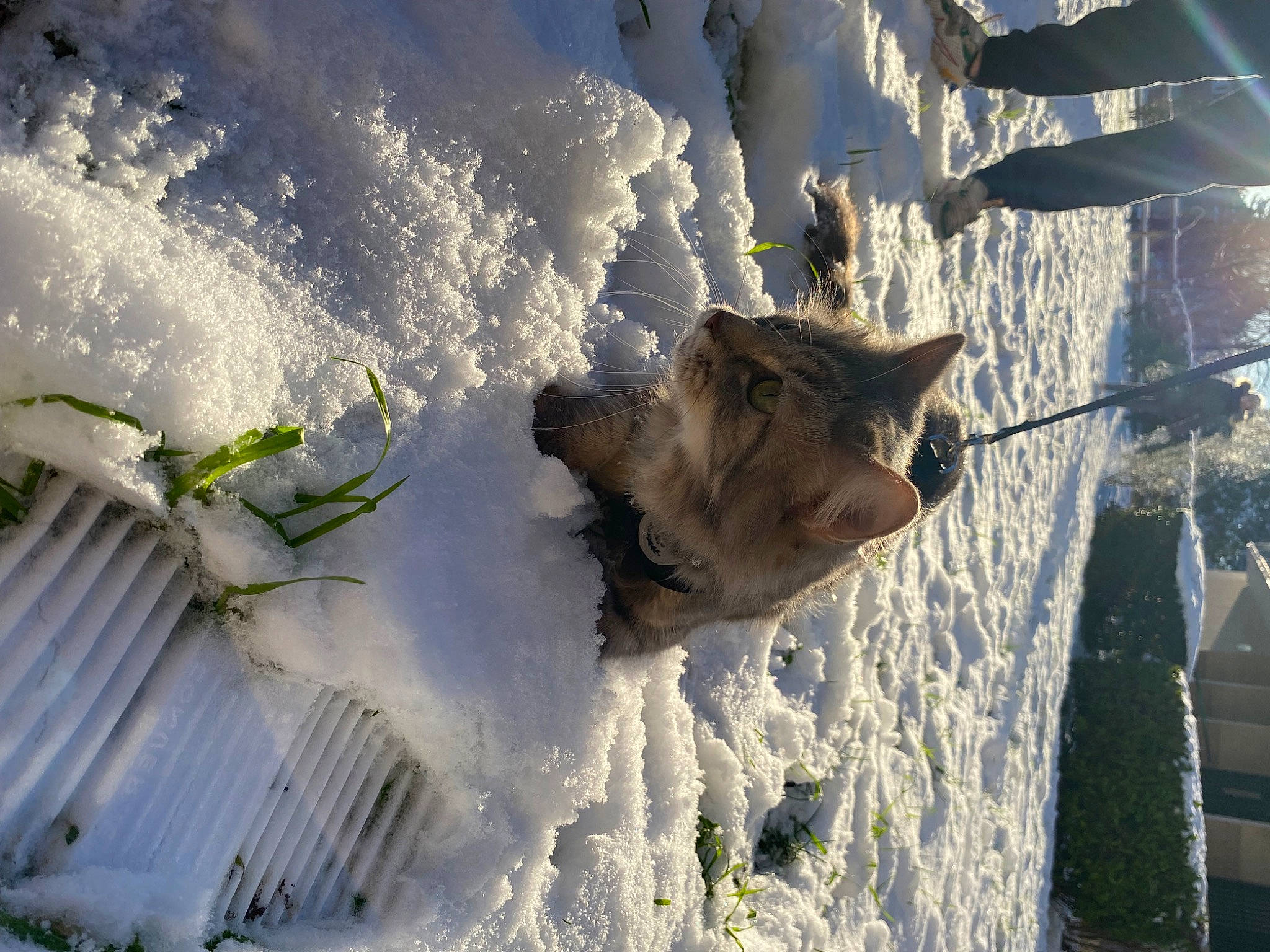 Mistouille participe au concours pour gagner de l'argent avec cette photo : branch, cumulus, dog, dog_breed, freezing, frost, ice_cap, landscape, plant, shadow, slope, snow, sporting_group, street_light, sunlight, tints_and_shades, tree, twig, winter, wood