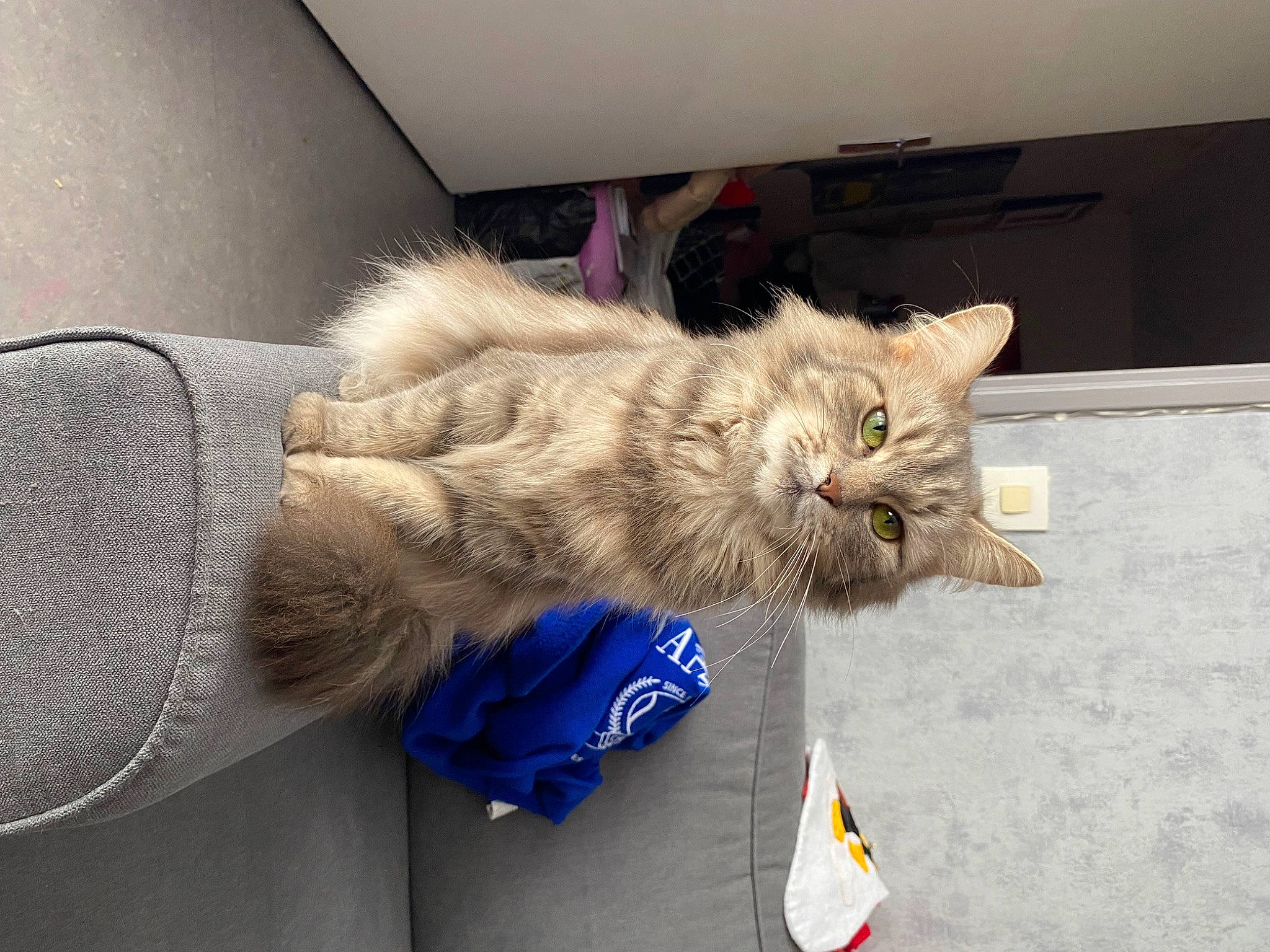 Mistouille a rejoint le concours — aidez-le/la à gagner de superbes lots ! carnivore, cat, claw, comfort, domestic_short_haired_cat, fawn, felidae, fur, gesture, grey, nap, paw, sitting, sleep, small_to_medium_sized_cats, snout, tail, whiskers