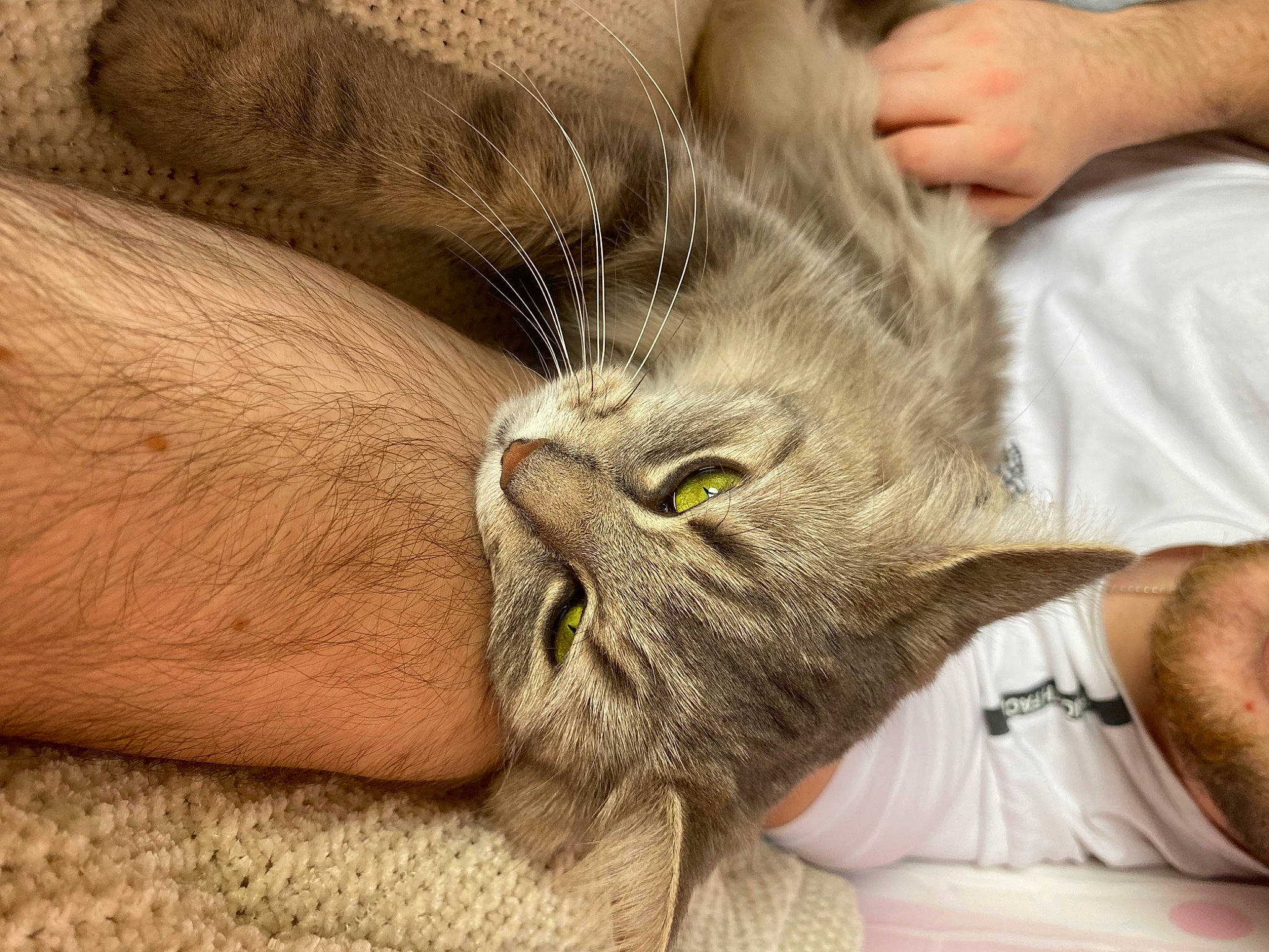 Mistouille participe au concours pour gagner de l'argent avec cette photo : carnivore, cat, claw, comfort, domestic_short_haired_cat, ear, felidae, fur, gesture, nail, paw, plant, small_to_medium_sized_cats, snout, tail, whiskers, wood, wrinkle