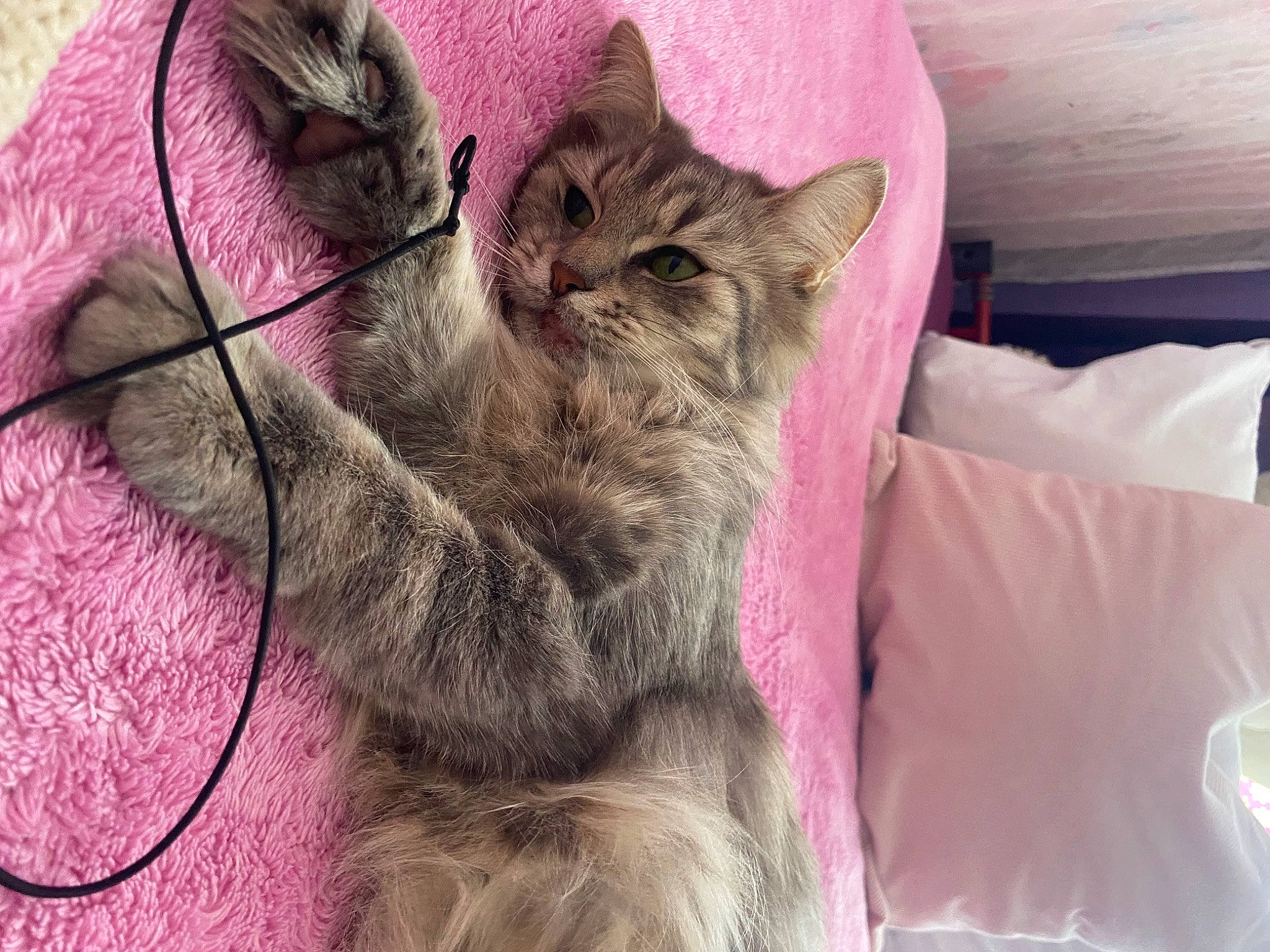 Mistouille a rejoint le concours — aidez-le/la à gagner de superbes lots ! carnivore, cat, claw, comfort, domestic_short_haired_cat, fawn, felidae, fur, gesture, magenta, nap, paw, pink, plant, sleep, small_to_medium_sized_cats, snout, tail, textile, whiskers