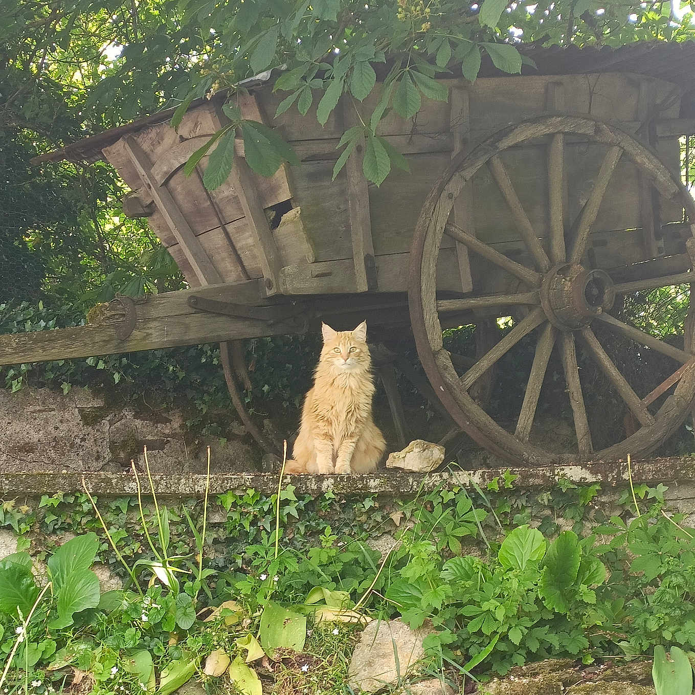 Mimi a rejoint le concours — aidez-le/la à gagner de superbes lots ! animal, cat, flora, fluffy, garden, greenery, ivy, leafy, moss, nature, old_wheel, orange_cat, outdoor, peaceful, plants, rustic, sitting, stone_wall, sunlight, wooden_cart
