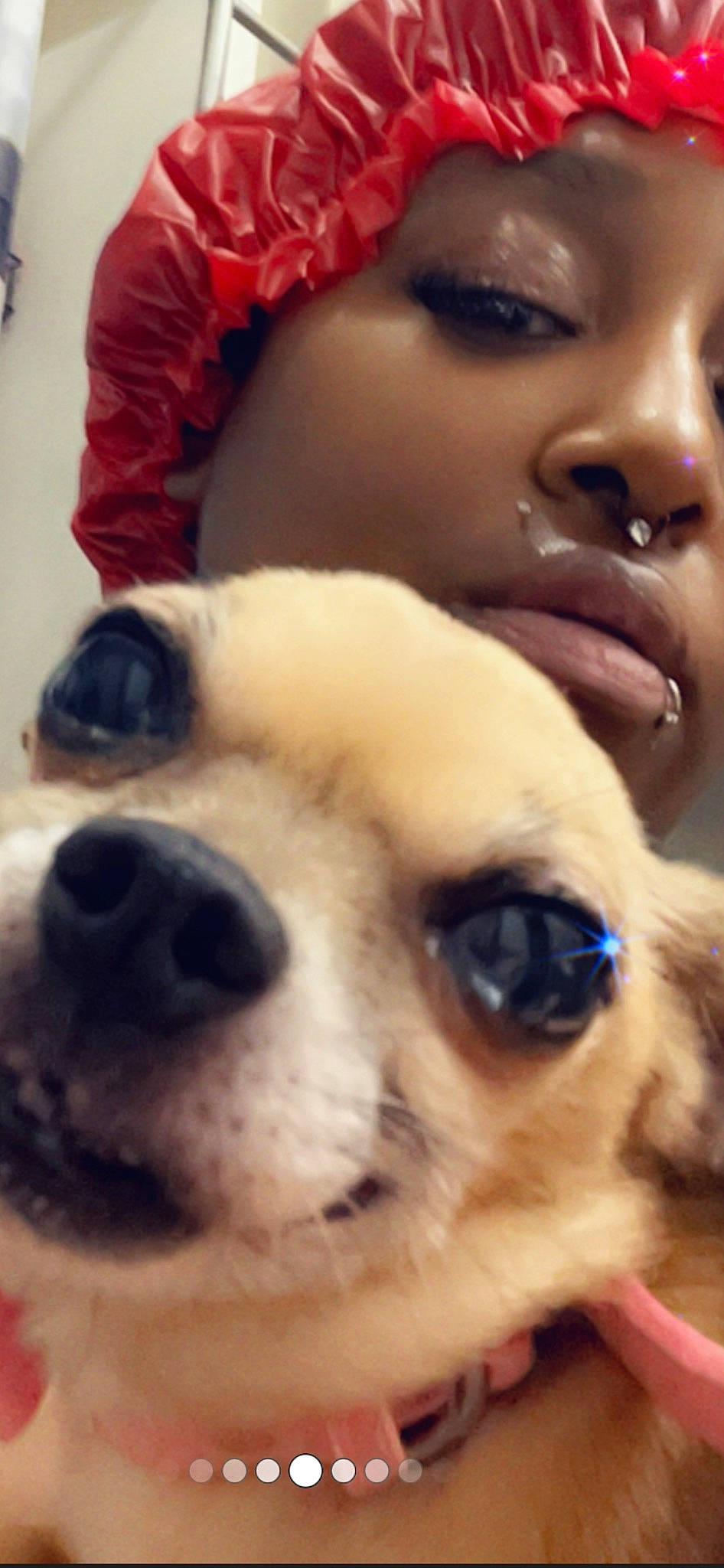 Chi Chi Bella joined the competition — help win amazing prizes! carnivore, cheek, close_up, companion_dog, dog, dog_breed, ear, eye, eyebrow, eyelash, fawn, happy, human_body, jaw, nose, organ, snout, toy_dog, whiskers, working_animal