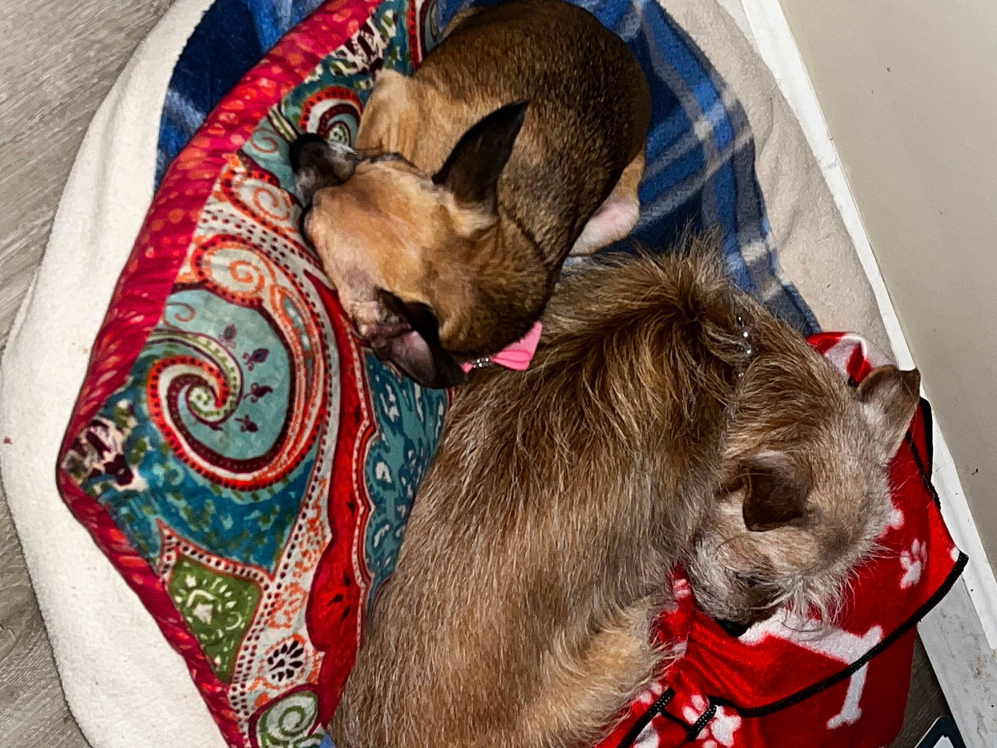 Chi Chi Bella is registered to the contest to win money with this photo: canidae, carnivore, collar, comfort, companion_dog, dog, dog_breed, dog_supply, ear, fawn, felidae, fur, linens, liver, pattern, pet_supply, snout, sporting_group, terrestrial_animal, working_animal