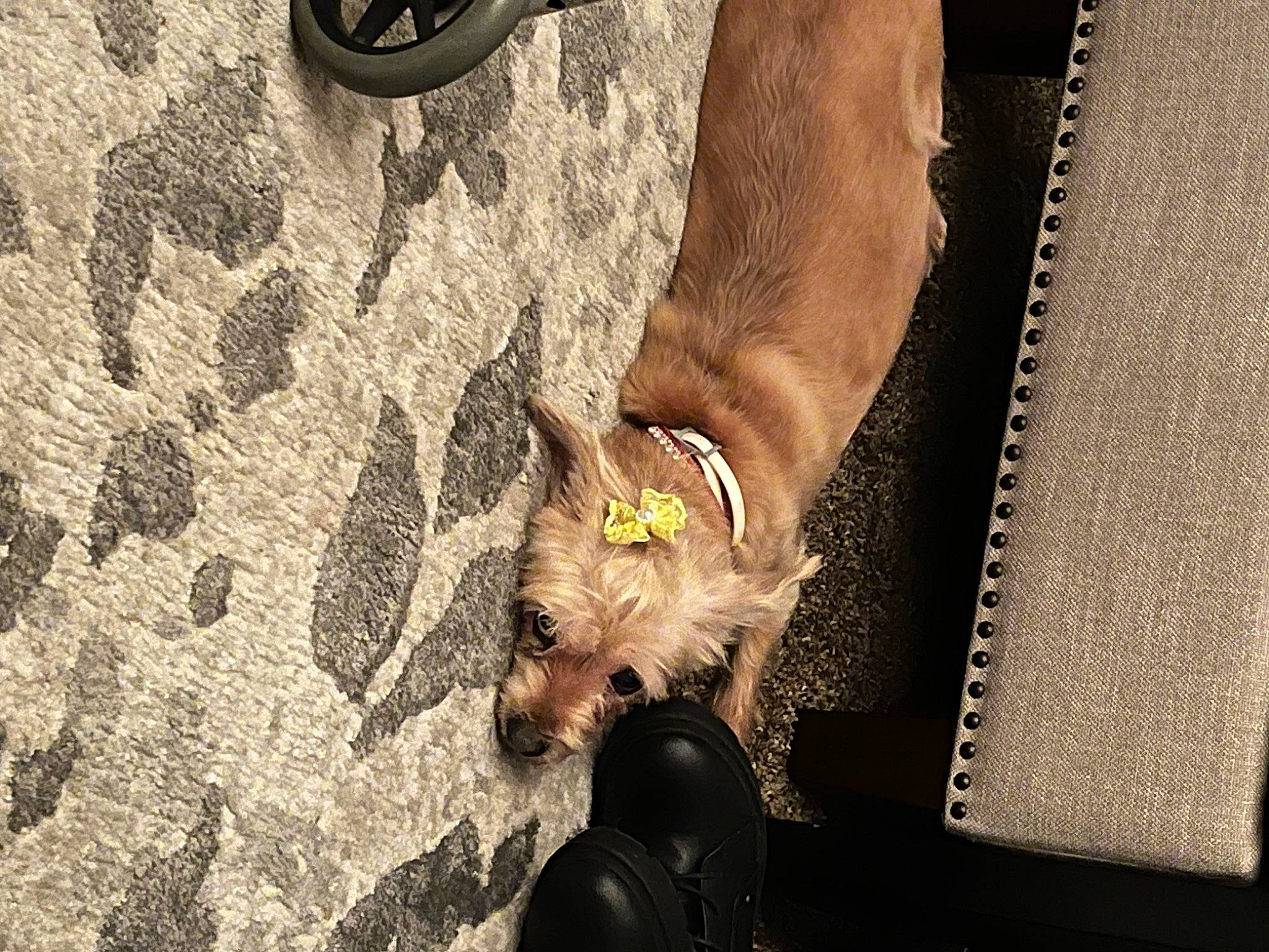 Sugar joined the competition — help win amazing prizes! carnivore, companion_dog, dog, dog_breed, dog_collar, fashion_accessory, fawn, fur, human_leg, leash, road_surface, small_terrier, snout, soil, sporting_group, tail, terrier, toy_dog, whiskers, wood