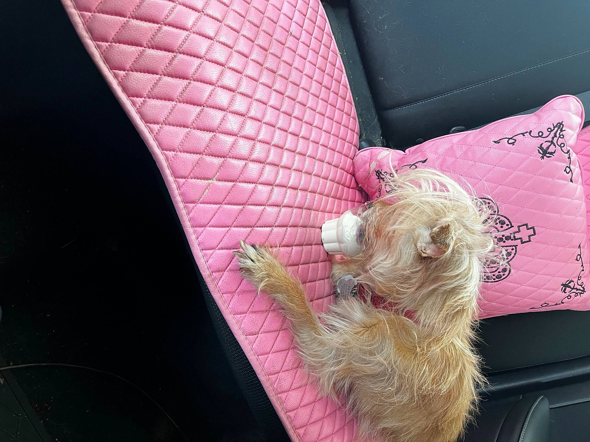 Sugar joined the competition — help win amazing prizes! car_seat, carnivore, comfort, companion_dog, couch, dog, dog_breed, fawn, felidae, foot, fur, human_leg, magenta, pillow, pink, sporting_group, throw_pillow, tints_and_shades, toy_dog, vehicle_door