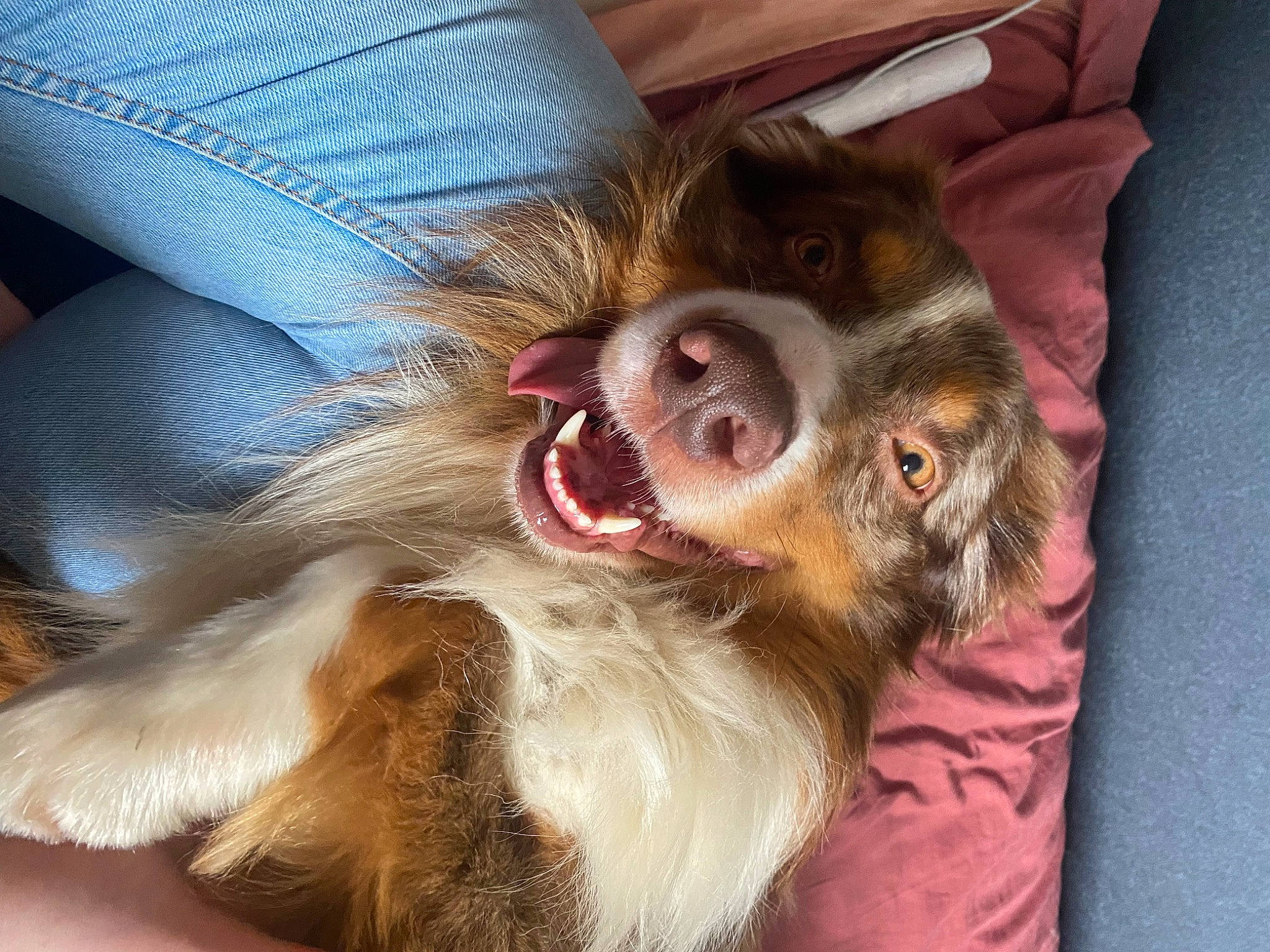 Twist a rejoint le concours — aidez-le/la à gagner de superbes lots ! canidae, carnivore, companion_dog, dog, dog_breed, ear, fang, fawn, fur, gesture, jaw, liver, paw, puppy_love, snout, spaniel, sporting_group, toy_dog, whiskers, working_animal