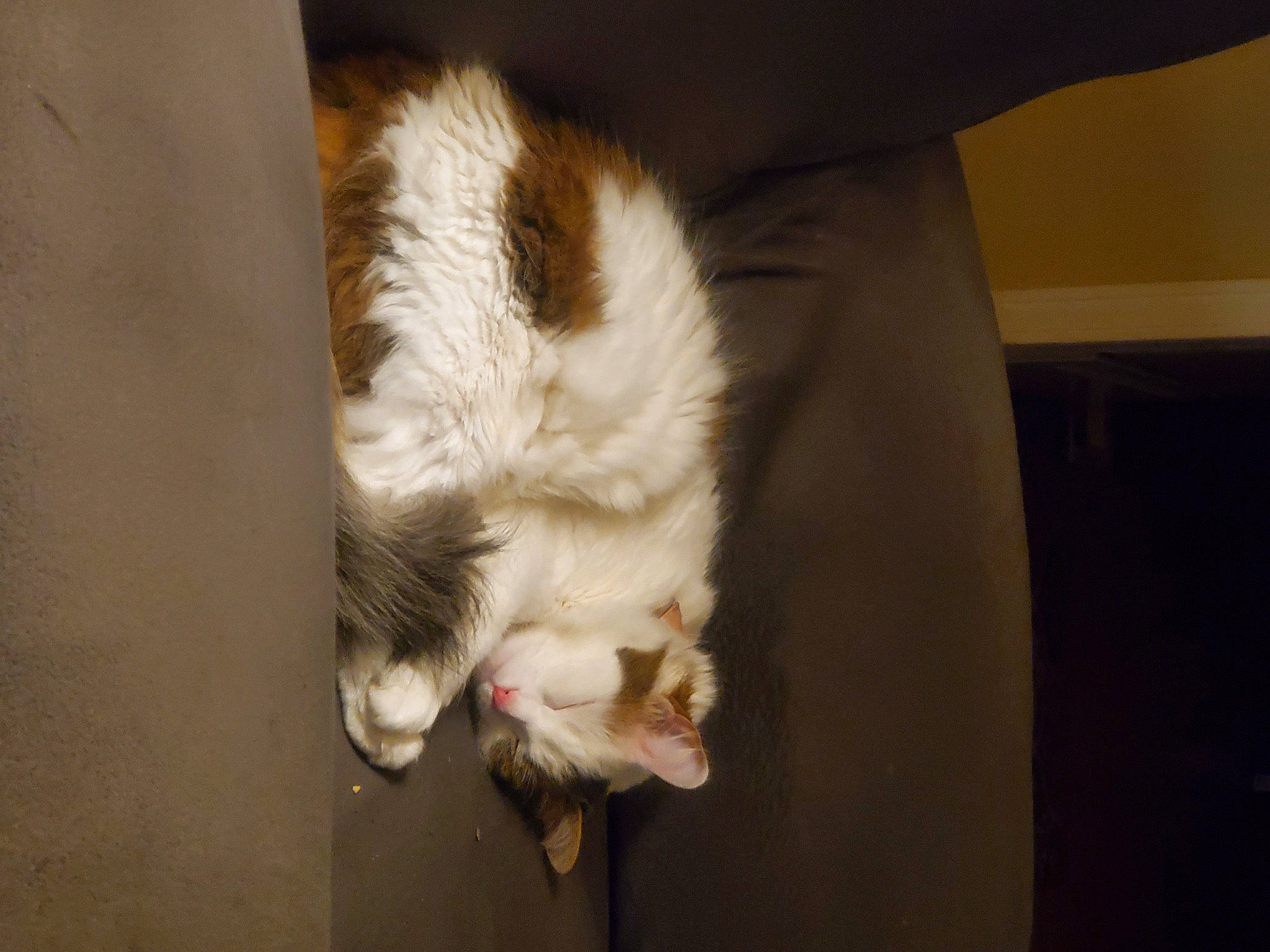 Ellie Mae joined the competition — help win amazing prizes! canidae, carnivore, cat, claw, comfort, couch, dog_breed, domestic_short_haired_cat, fawn, felidae, foot, fur, hardwood, paw, small_to_medium_sized_cats, snout, sporting_group, tail, whiskers, wood