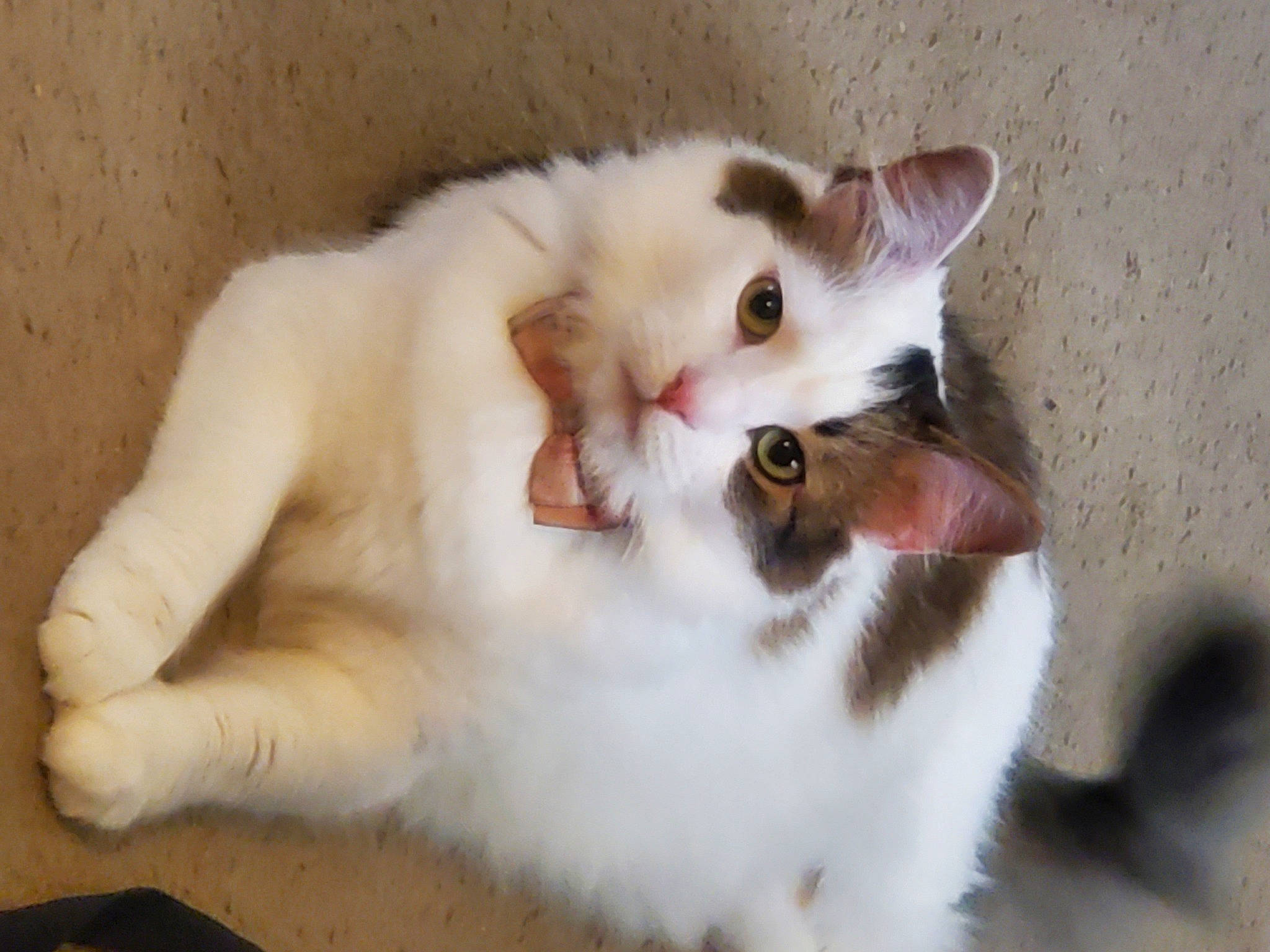 Ellie Mae joined the competition — help win amazing prizes! carnivore, cat, claw, domestic_short_haired_cat, fawn, felidae, fur, paw, small_to_medium_sized_cats, snout, tail, terrestrial_animal, whiskers