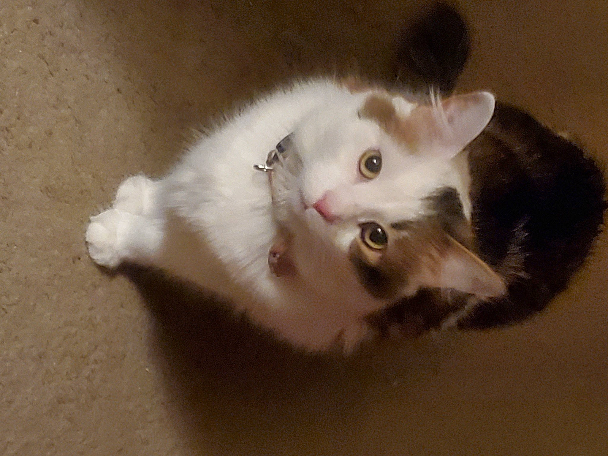 Ellie Mae joined the competition — help win amazing prizes! carnivore, cat, domestic_short_haired_cat, ear, eye, fawn, felidae, fur, head, paw, small_to_medium_sized_cats, snout, tail, whiskers