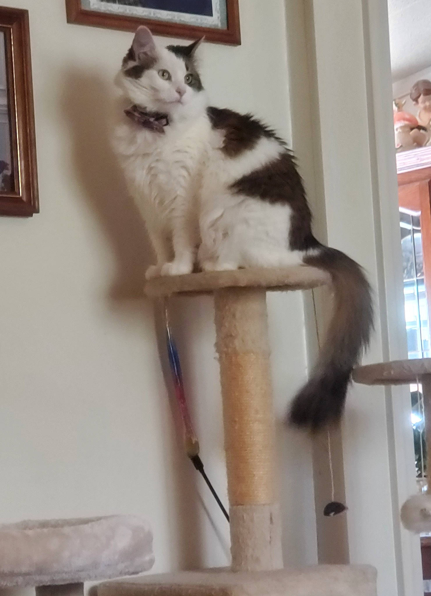 Ellie Mae joined the competition — help win amazing prizes! carnivore, cat, cat_supply, chair, domestic_short_haired_cat, felidae, fur, hardwood, pedestal, picture_frame, plant, porch, room, sitting, small_to_medium_sized_cats, tail, vertebrate, whiskers, window, wood