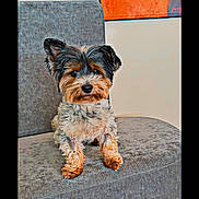 Pink a rejoint le concours — aidez-le/la à gagner de superbes lots ! animal, background, chair, cute, dog, ears, face, floor, fur, gray, indoor, looking, orange, painting, paw, pet, portrait, seated, small_dog, wooden_leg