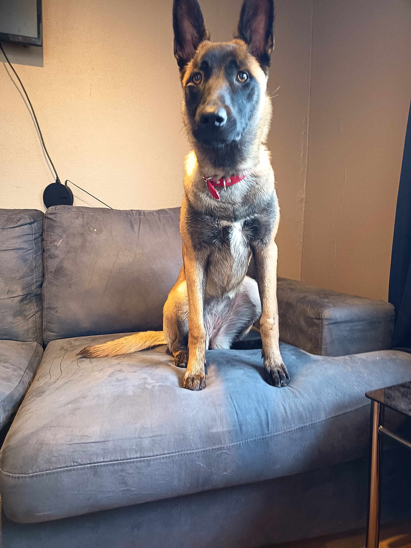 Tokyo a rejoint le concours — aidez-le/la à gagner de superbes lots ! dog, german_shepherd, pet, indoor, couch, furniture, red_collar, animal, canine, sitting, brown, black, ears, tail, wall, living_room, household, domestic_animal, portrait, fur
