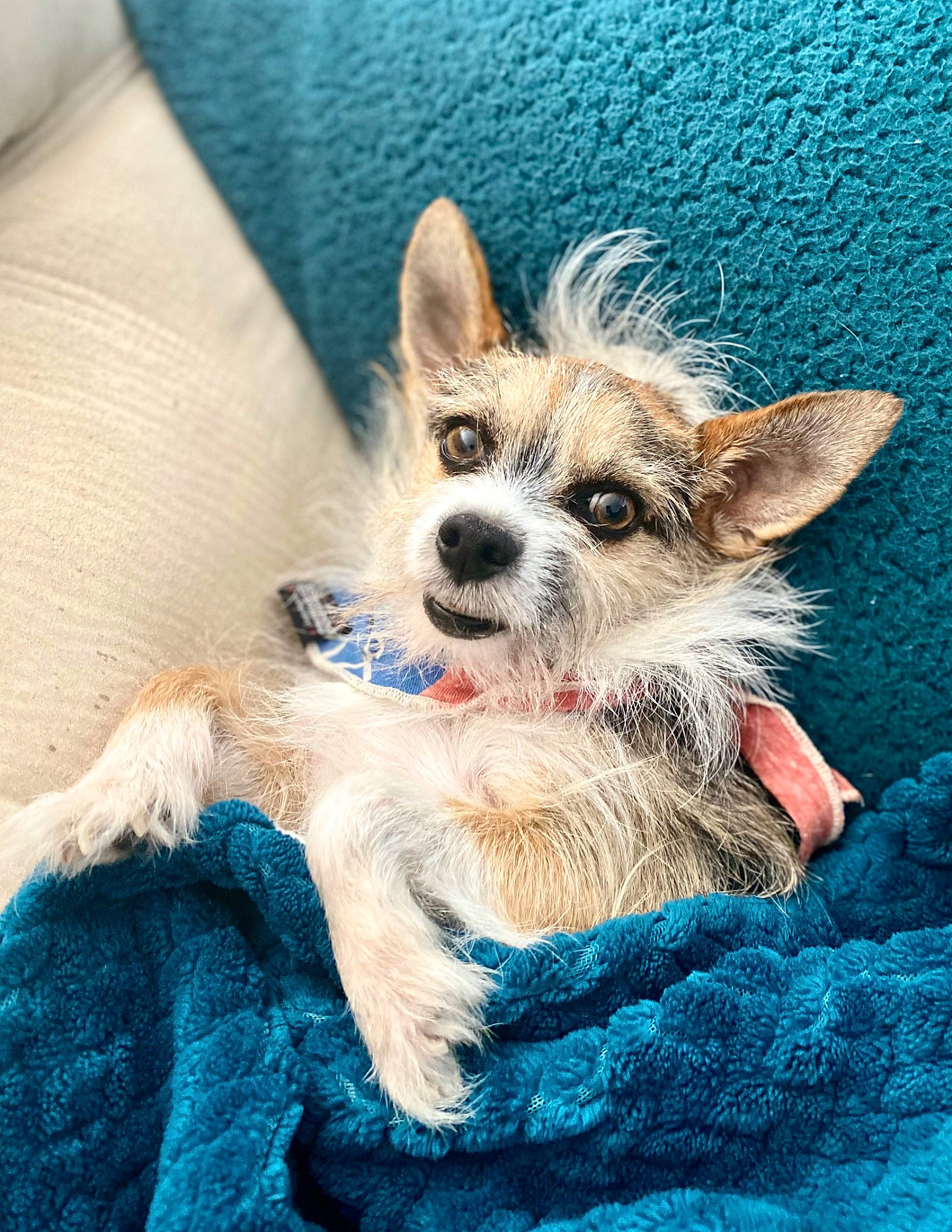 Kingsley is registered to the contest to win money with this photo: blue, canidae, carnivore, companion_dog, dog, dog_breed, dog_supply, electric_blue, fawn, fur, puppy, small_terrier, snout, sporting_group, terrestrial_animal, terrier, texas_heeler, toy_dog, whiskers, working_animal