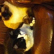 Swiffer participe au concours pour gagner de l'argent avec cette photo :