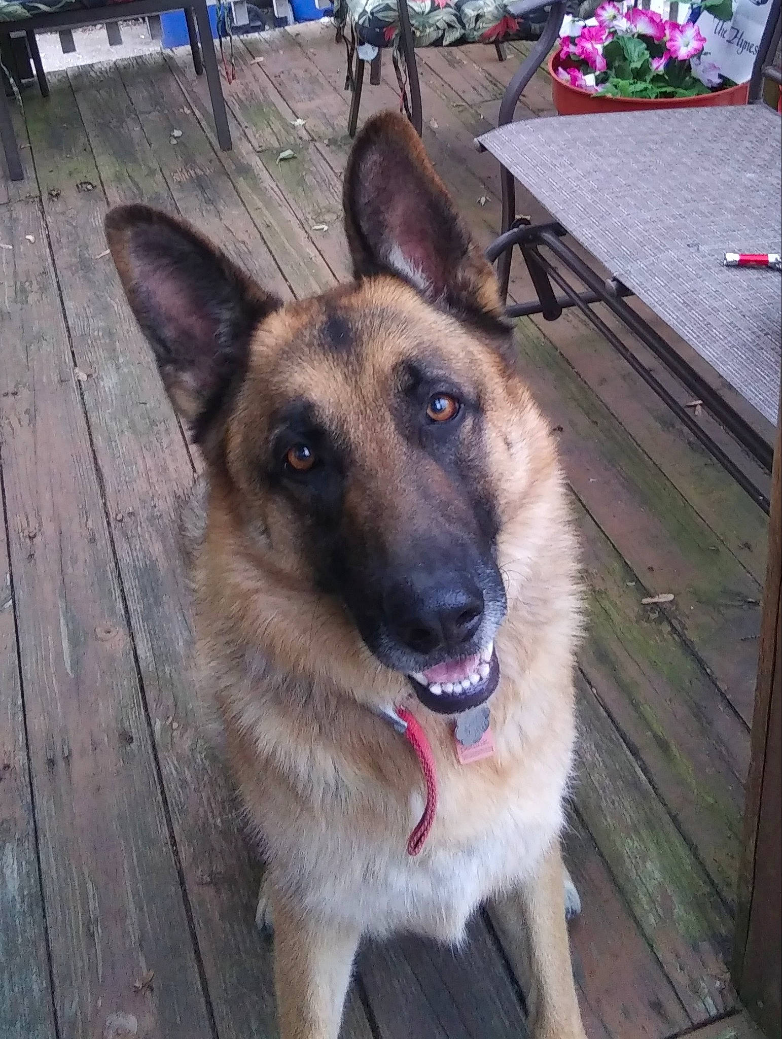 Columbo joined the competition — help win amazing prizes! carnivore, companion_dog, dog, dog_breed, door, east_european_shepherd, fawn, german_shepherd_dog, hardwood, herding_dog, king_shepherd, old_german_shepherd_dog, pet_supply, plank, plant, snout, sporting_group, wood, working_animal, working_dog