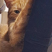 Mao a rejoint le concours — aidez-le/la à gagner de superbes lots ! abyssinian, angora, animal, armchair, blackcat, cat, chair, couch, cushion, furniture, homedecor, kitten, manx, person, pet, plant, plywood, pottedplant, sleeping, wood