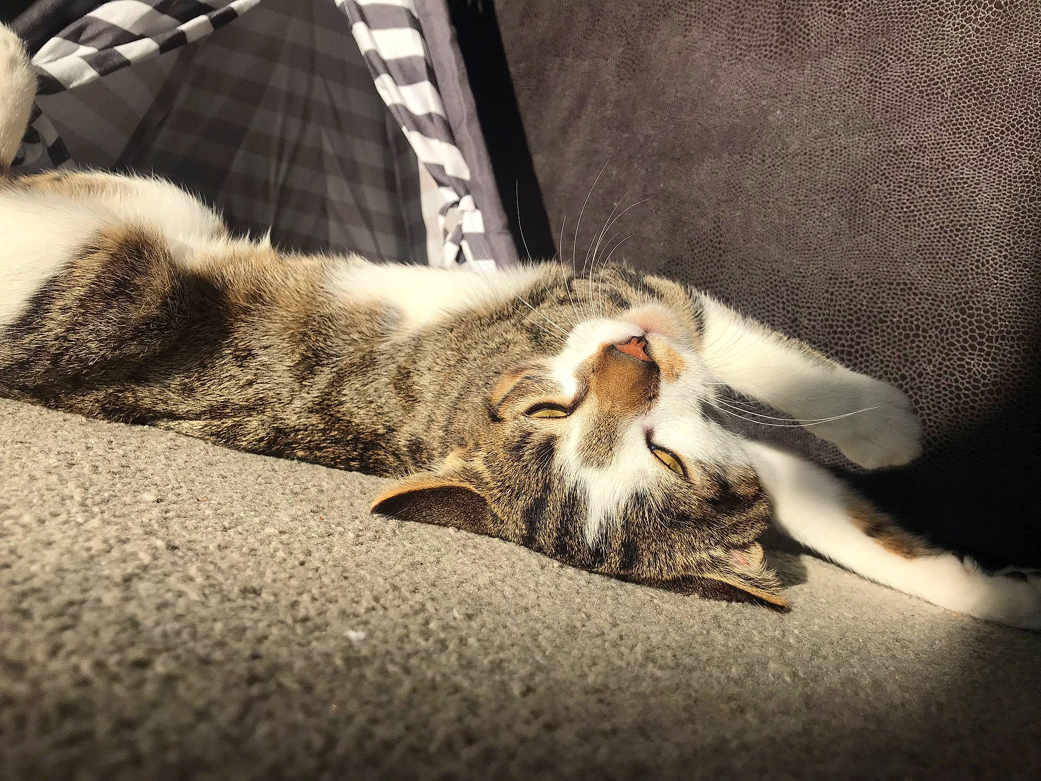 Harry joined the competition — help win amazing prizes! bedding, carnivore, cat, claw, comfort, darkness, domestic_short_haired_cat, felidae, flooring, fur, grey, linens, nap, paw, sleep, small_to_medium_sized_cats, tail, whiskers, wood, yawn