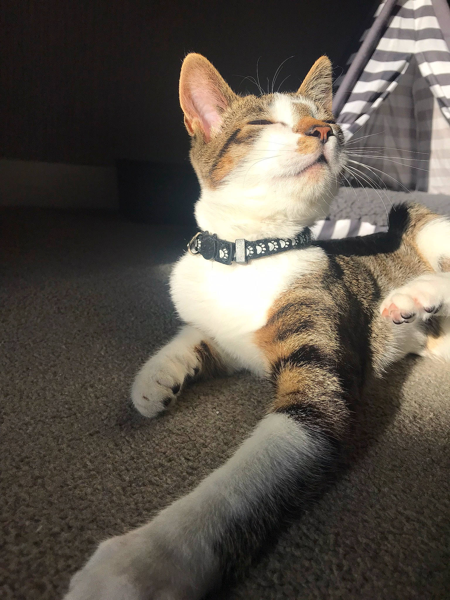 Harry joined the competition — help win amazing prizes! carnivore, cat, claw, darkness, domestic_short_haired_cat, eye, fawn, felidae, foot, fur, paw, sitting, small_to_medium_sized_cats, snout, tail, terrestrial_animal, whiskers