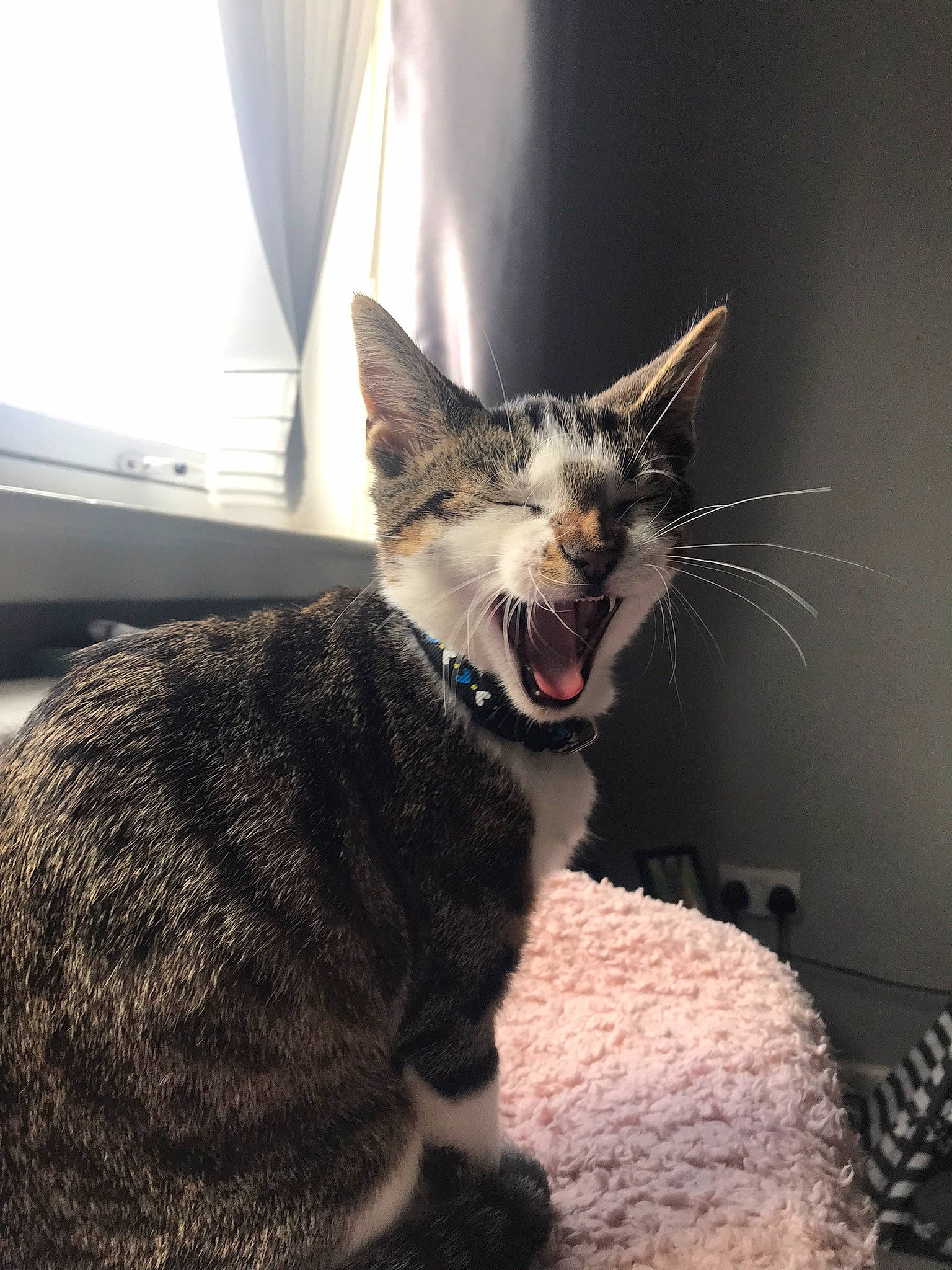 Harry is registered to the contest to win money with this photo: carnivore, cat, claw, comfort, domestic_short_haired_cat, eye, fang, felidae, foot, fur, jaw, paw, sitting, small_to_medium_sized_cats, snout, tail, terrestrial_animal, whiskers, window, yawn