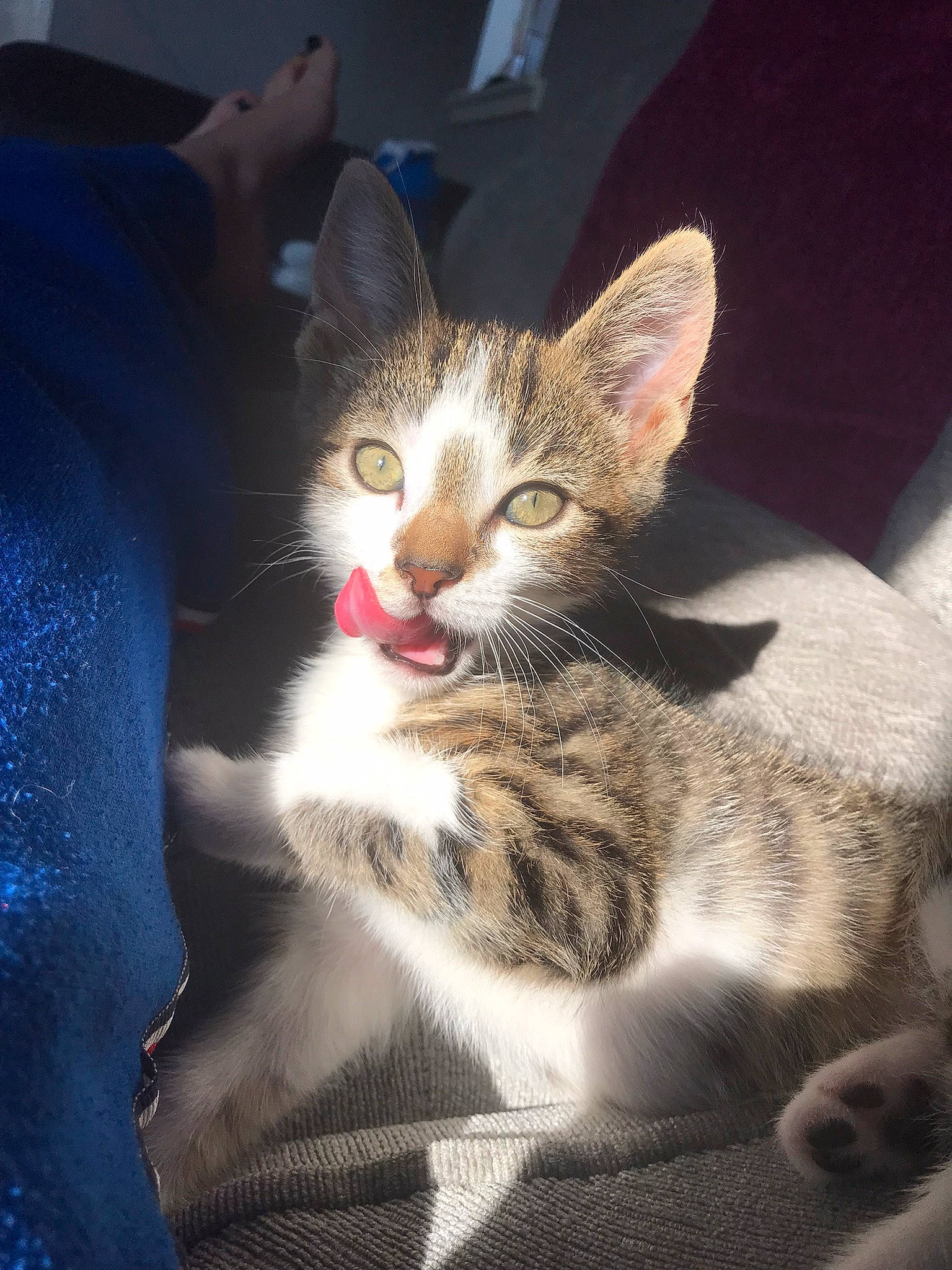 Harry is registered to the contest to win money with this photo: carnivore, cat, claw, comfort, domestic_short_haired_cat, felidae, fur, paw, sitting, small_to_medium_sized_cats, snout, whiskers