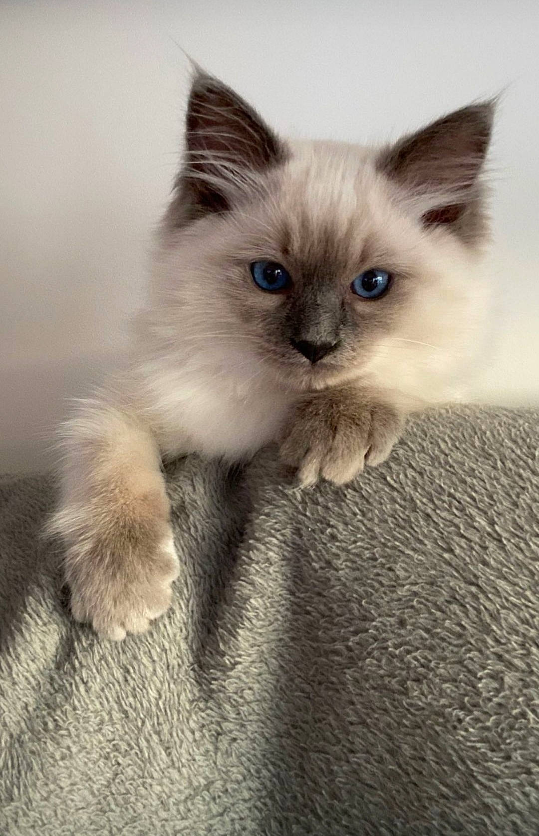 Sumo a rejoint le concours — aidez-le/la à gagner de superbes lots ! balinese, birman, carnivore, cat, claw, eye, fawn, felidae, fur, paw, photo_caption, ragdoll, siamese, small_to_medium_sized_cats, tail, terrestrial_animal, thai, whiskers